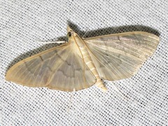 Poliobotys ablactalis