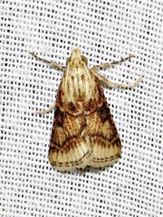 Zitha allutalis