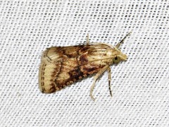 Zitha allutalis