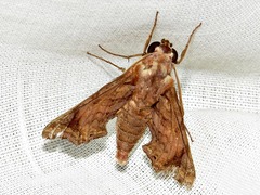 Temnora pseudopylas