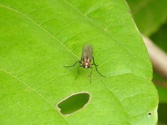 Plagioneurus univittatus
