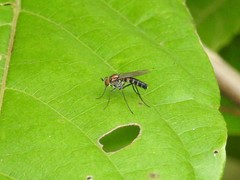 Plagioneurus univittatus
