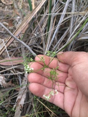 Platysace heterophylla heterophylla