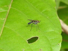 Plagioneurus univittatus