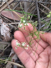 Platysace heterophylla heterophylla
