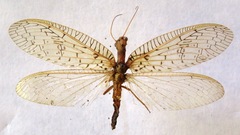 Chloronia mirifica