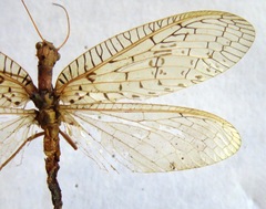 Chloronia mirifica
