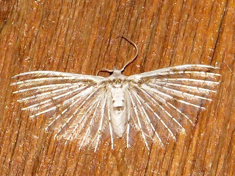 Alucita udovichenkoi