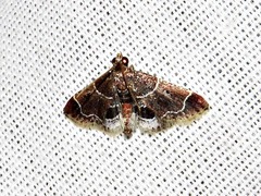 Pyralis albilautalis