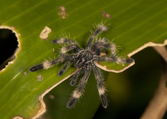 Psalmopoeus