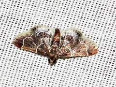 Pyralis albilautalis