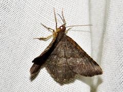 Chiasmia streniata streniata
