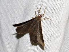 Chiasmia streniata streniata