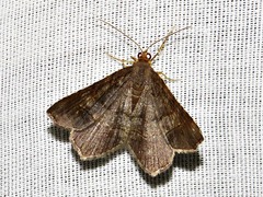 Chiasmia streniata streniata