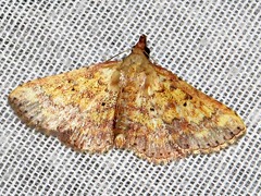 Cerynea thermesialis