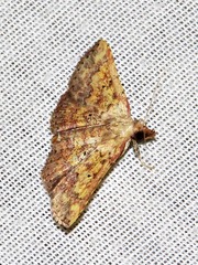 Cerynea thermesialis