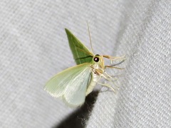 Chlorissa attenuata