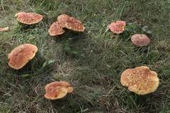 Boletus separans