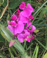 Lathyrus latifolius