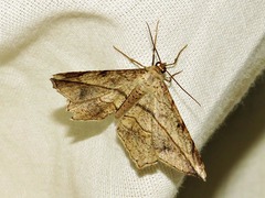 Chiasmia simplicilinea