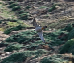 Falco peregrinus brookei