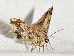 Chiasmia simplicilinea