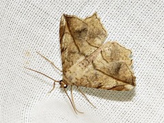 Chiasmia simplicilinea