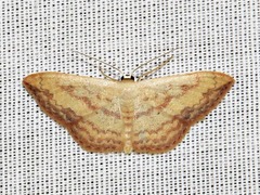 Scopula caesaria