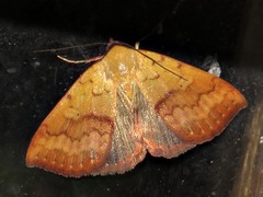 Phytometra duplicalis