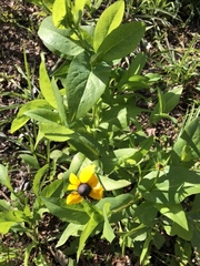Rudbeckia amplexicaulis