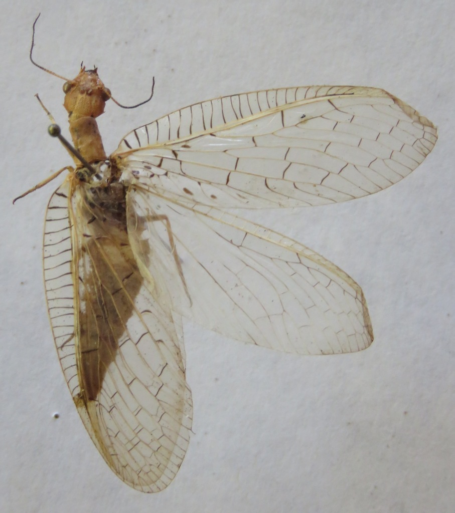 Chloronia mexicana
