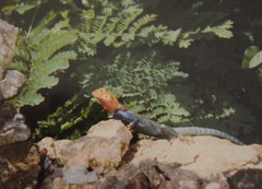 Agama lionotus