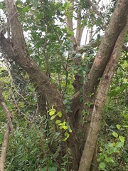 Colubrina retusa