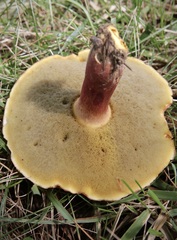 Boletus separans