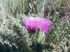 Cirsium drummondii