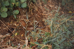 Broadleysaurus major