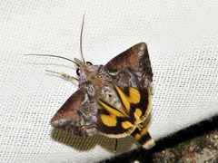 Hypocala deflorata