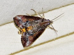 Hypocala deflorata
