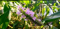 Pontederia sagittata