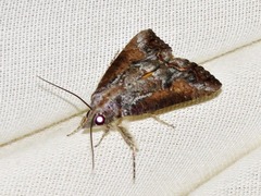 Hypocala deflorata