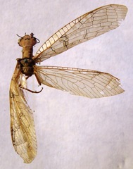 Platyneuromus honduranus