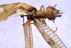 Platyneuromus honduranus