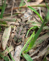 Neocicindela parryi