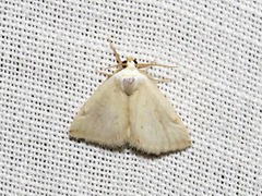 Eublemma chionophlebia