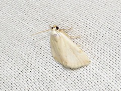 Eublemma chionophlebia