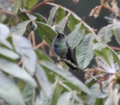 Colibri cyanotus