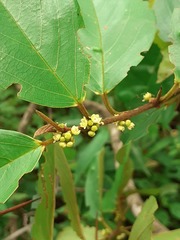 Colubrina retusa