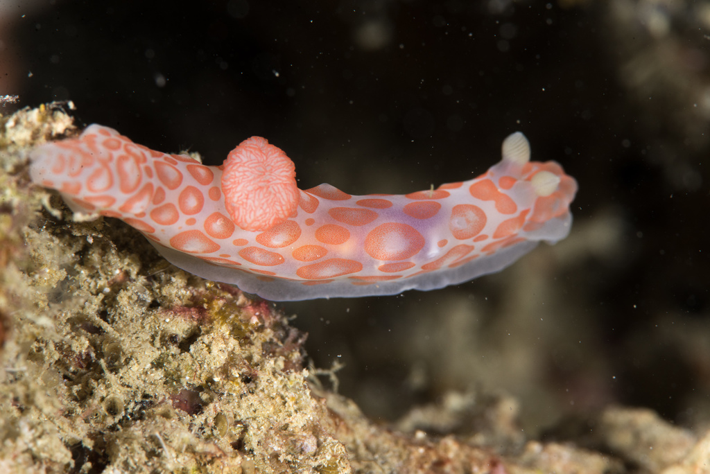 Orange-bobble Gobble Dorid
