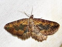 Horisme obscurata obscurata