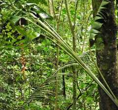 Heliconia griggsiana